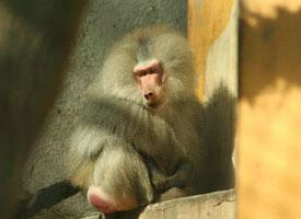 Photo: Hamadryas baboon