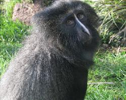 Photo: Cercopithèque à tête de hibou