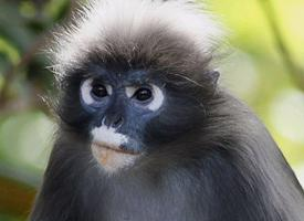 Photo: Dusky leaf monkey