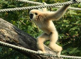 Photo: Gibbon à mains blanches