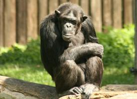 Photo: Chimpanzé commun