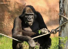 Photo: Western lowland gorilla