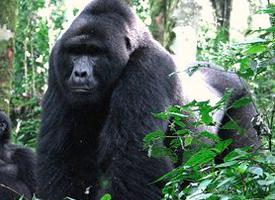 Photo: Mountain gorilla