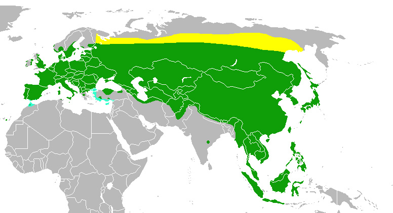 Photo: Eurasian tree sparrow - occurrence