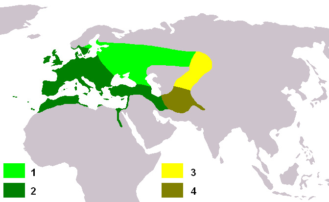 Photo: European goldfinch - occurrence