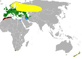 Photo: Eurasian chaffinch - occurrence