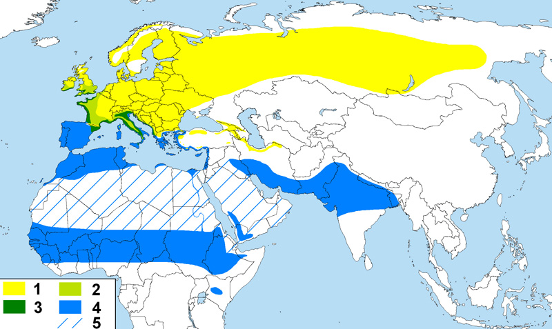 Photo: Common chiffchaff - occurrence