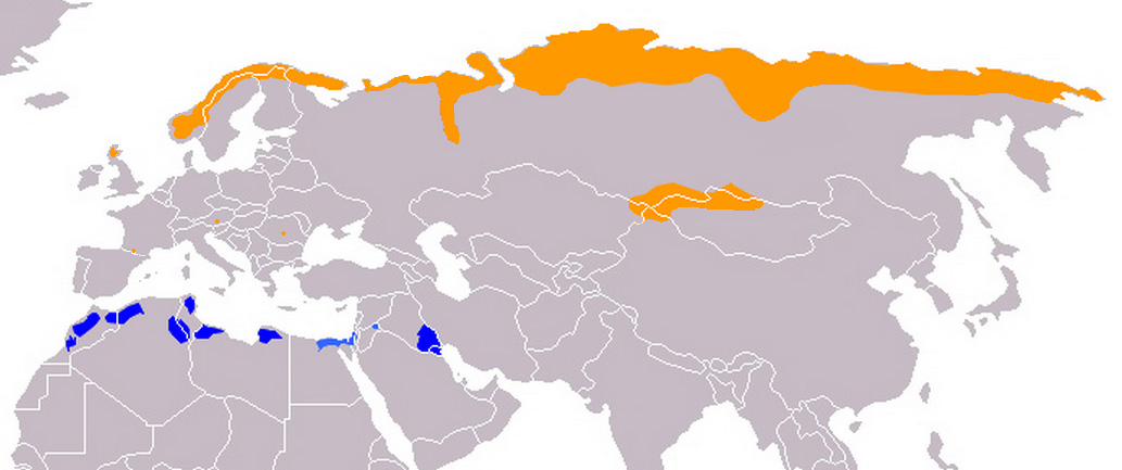 Photo: Eurasian dotterel - occurrence