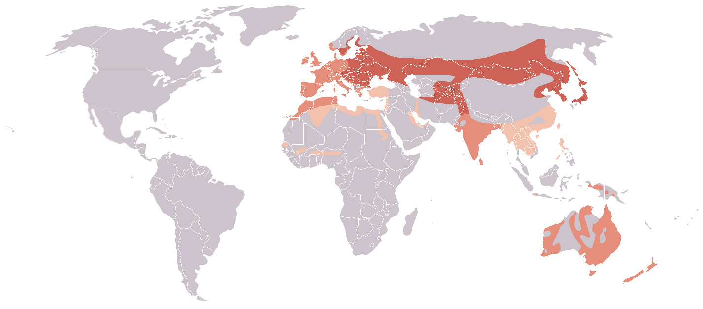 Photo: Eurasian coot - occurrence