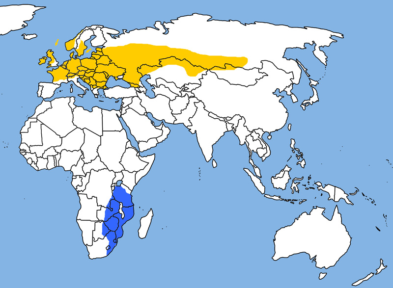 Photo: Corn crake - occurrence