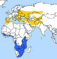 Photo: European roller - occurrence