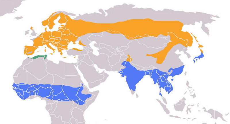 Photo: Eurasian wryneck - occurrence