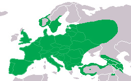 Photo: European green woodpecker - occurrence