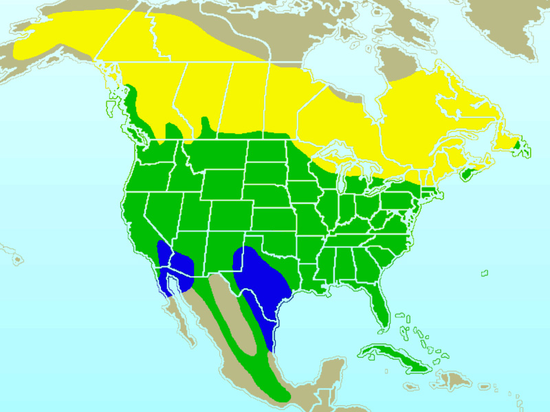 Photo: Northern flicker - occurrence