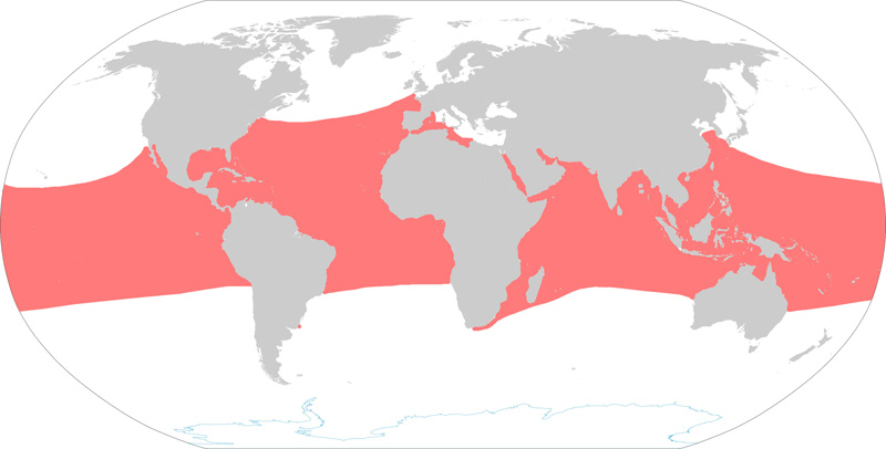 Photo: Hawksbill sea turtle - occurrence