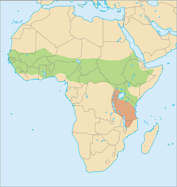 Photo: Senegal bushbaby - occurrence